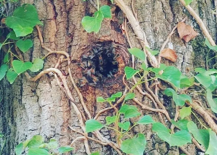 Couette-café Demeure De La Garenne 4*